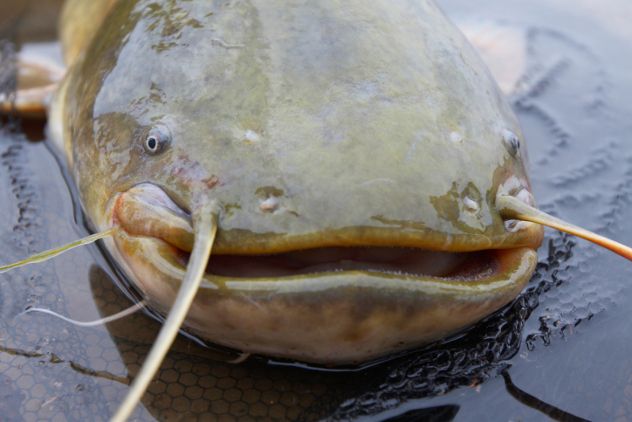 catfish