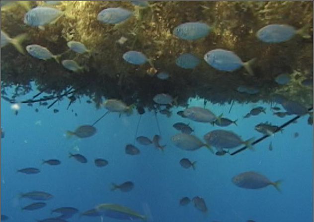 Sargassum_Ross4