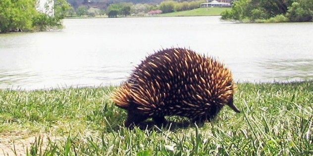 Echidna