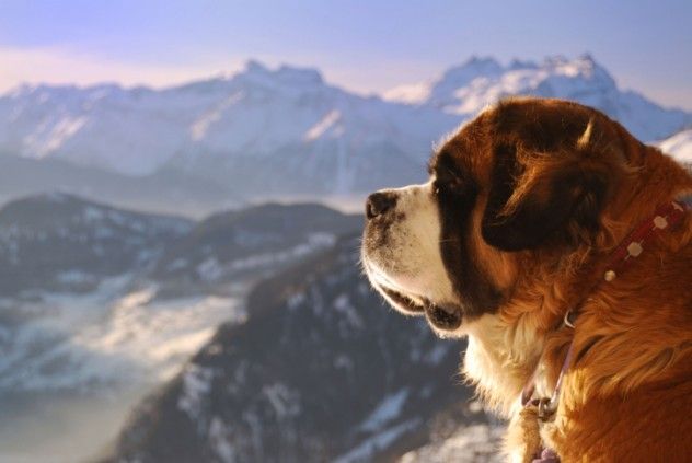 St Bernard