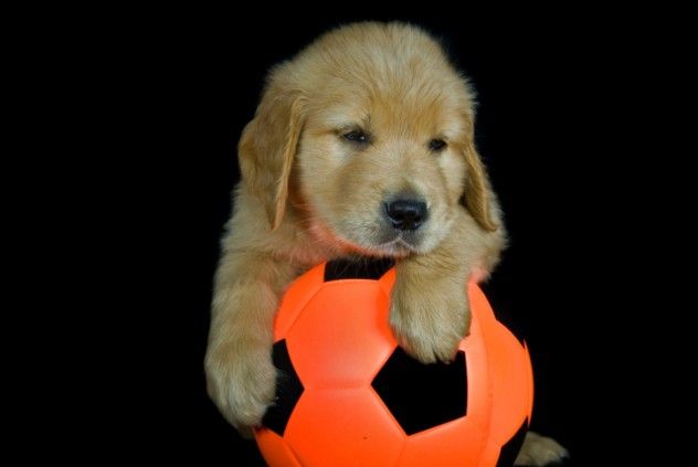 Football dog