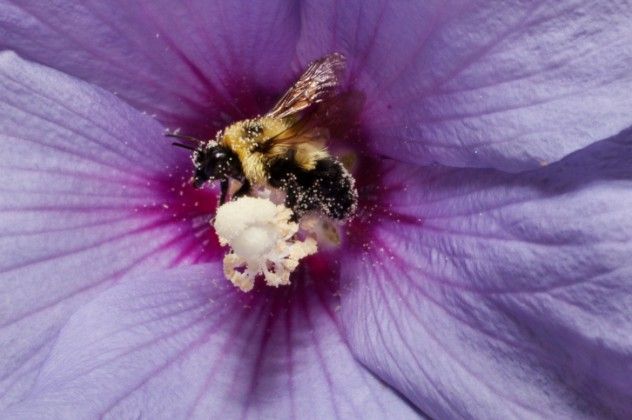 Purple Flower
