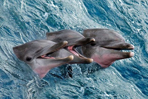 dolphins