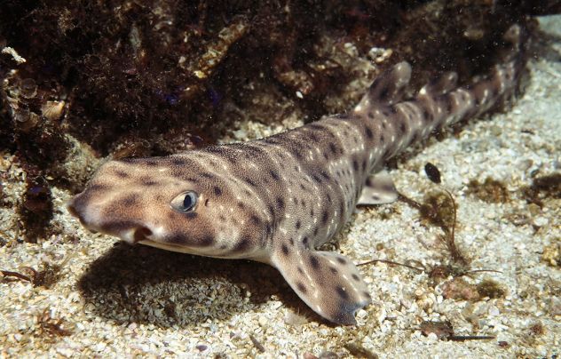 Swell Shark