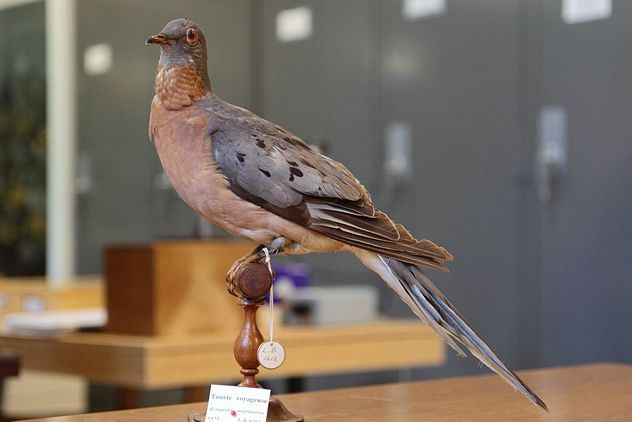8_Ectopistes_migratorius_ULaval_1