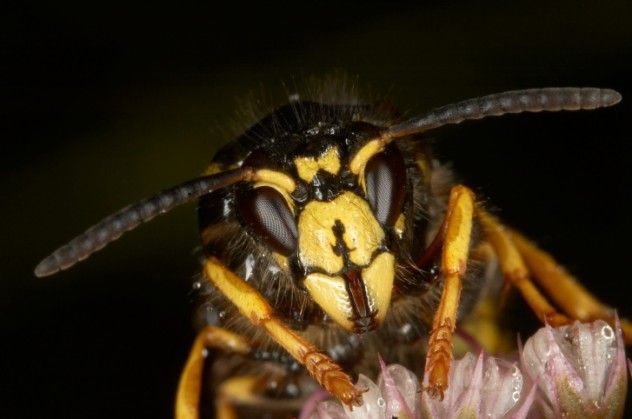 Hornet