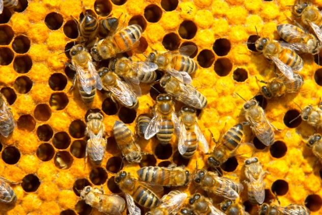 bees