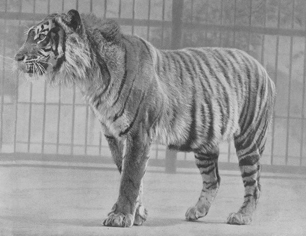 7_Java_Tiger