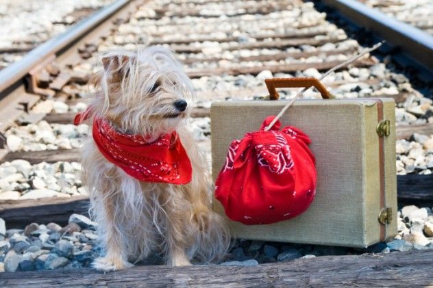Railway dog