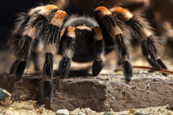 Tarantulas, by nature, are solitary creatures, often engaging in cannibalistic behavior where one may consume another of the same species. Spiders, in general, are territorial, with those that inhabit webs refusing to tolerate others near their space. Even webless spiders avoid one another. As a result, swarming is an extremely rare occurrence for these creatures. However, on May 8, 2012, during an outdoor festival in Sadiya, located at the foot of the Himalayas, a surprising event unfolded. Hordes of medium-sized tarantulas descended from the hills, spilling into the streets, crawling up walls, and even onto the people in attendance.