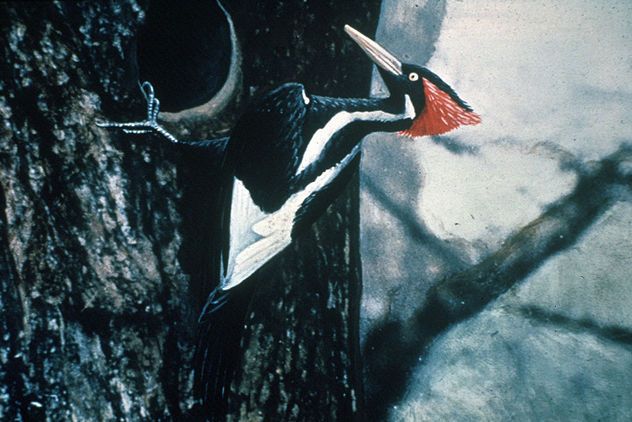 4_1024px-Ivory-billed_Woodpecker_by_Jerry_A._Payne