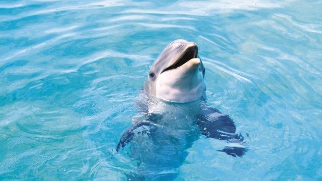 dolphin