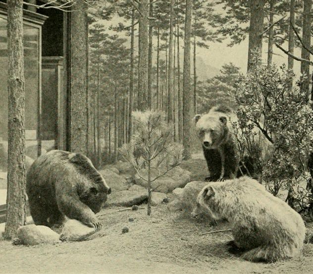 1_Mexico_grizzlies