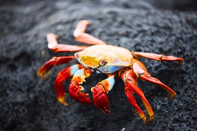 Red Crab