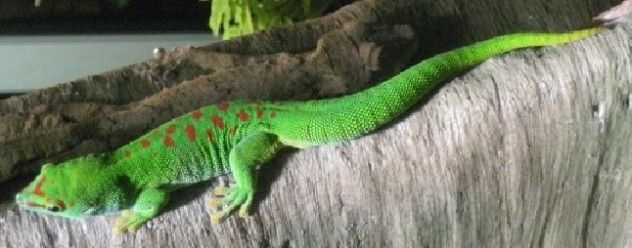 giantgecko