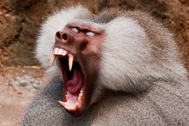 baboon