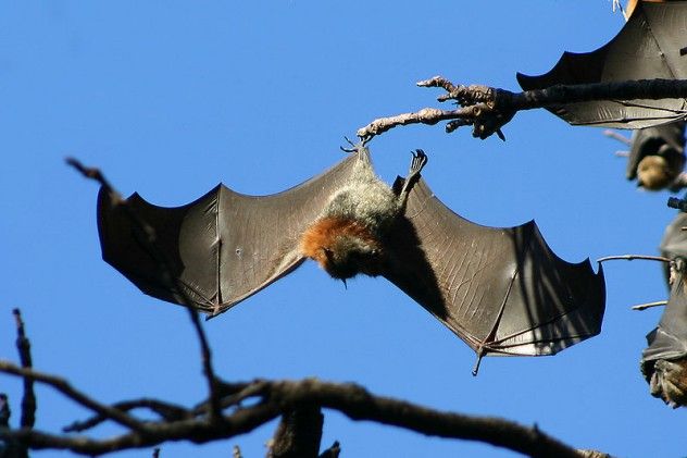 flyingfox