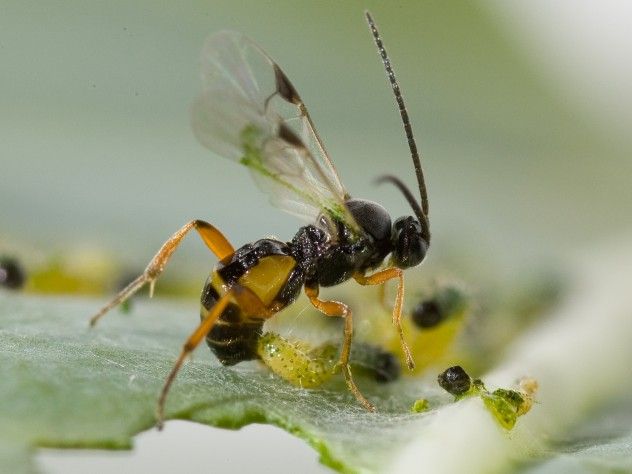 Parasitic Wasp Laying Eggs Inside a Caterpillar