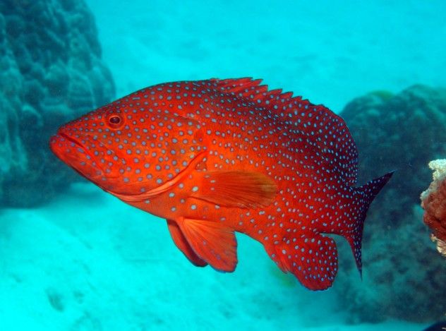 coral