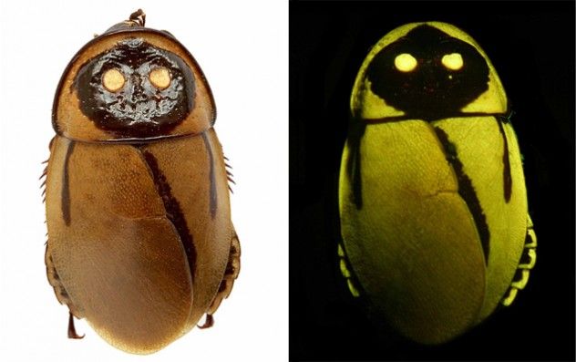 Glowing-roaches