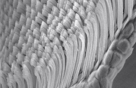 geckskin-002