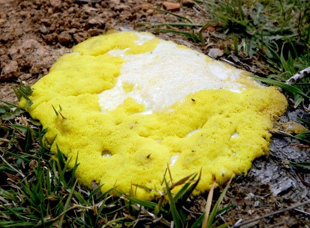 Slime Mold