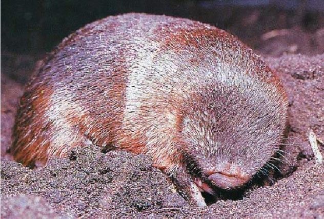 goldenmole