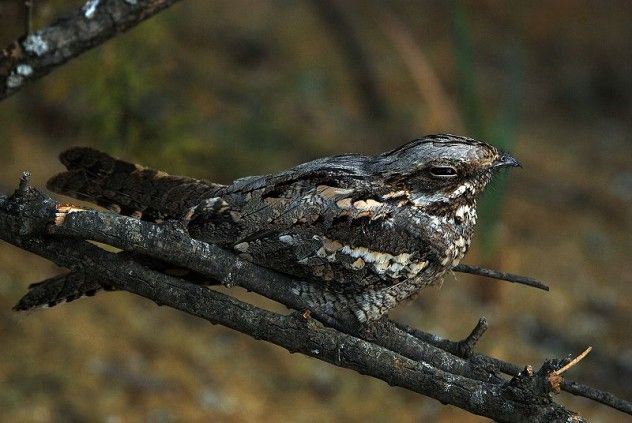nightjar