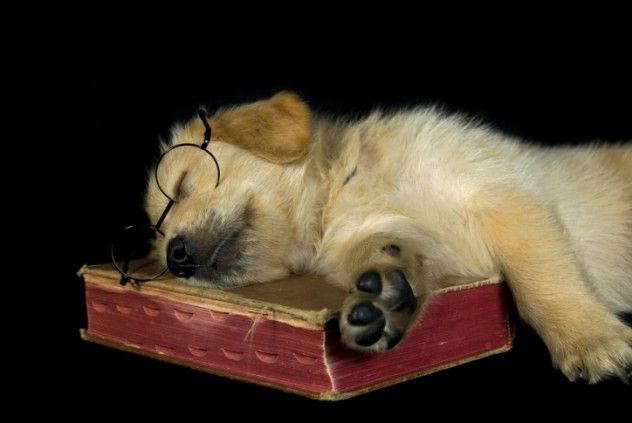 Clever dog