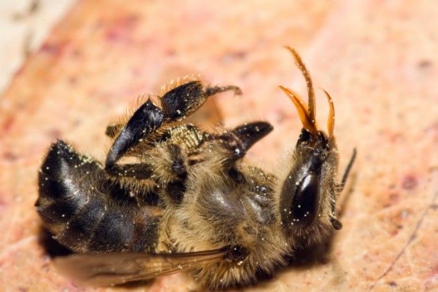 The question of whether honeybees sleep has sparked debate for quite some time. Many resources claim they do not sleep and eventually perish from exhaustion. This claim is both true and false. In reality, honeybees are more akin to narcoleptics than insomniacs. Researchers have documented brief periods—around 30 seconds on average—where bees become unresponsive, their antennae droop, and their bodies relax. Younger bees tend to have erratic sleep patterns, whereas older bees follow a more regular sleep routine, retreating into hive cells for short naps. These brief resting moments are the only sleep that young bees get. By the time a honeybee reaches three to six weeks after its first flight, it has often worked itself to death, collapsing from sheer exhaustion.