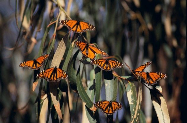 Monarchs