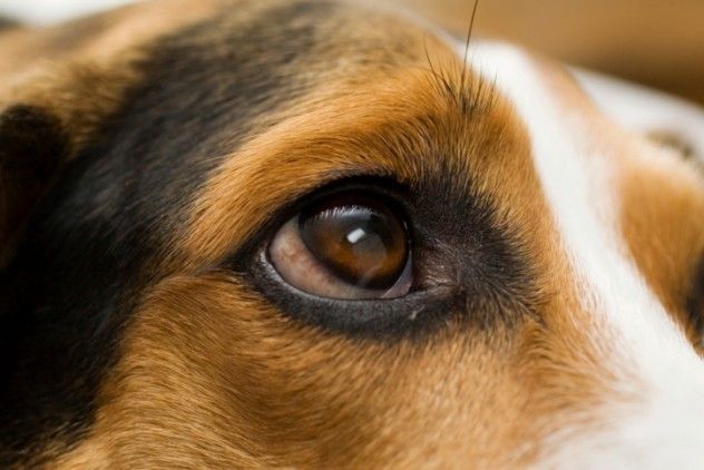 Begging dog