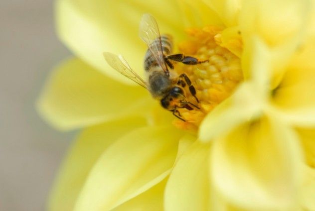 Bee