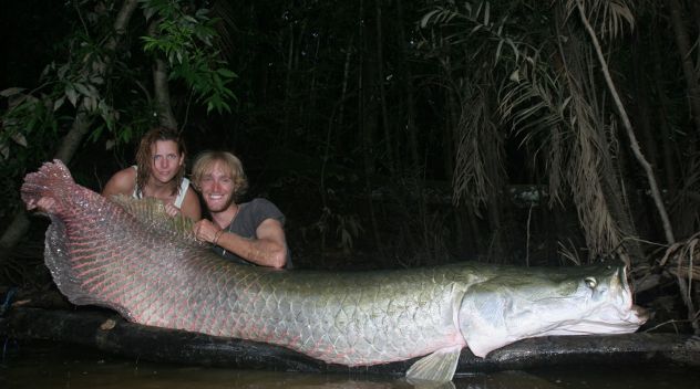 arapaima