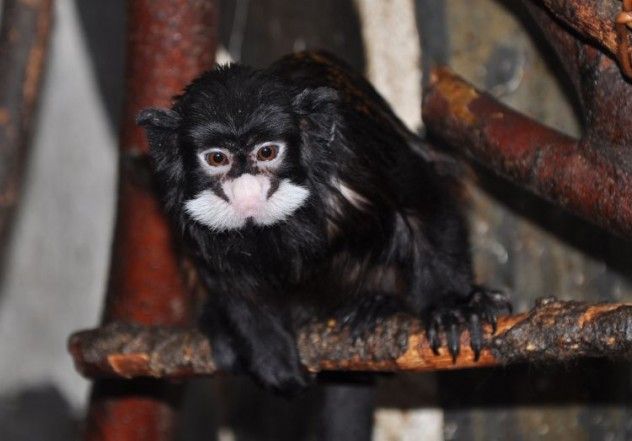 tamarin