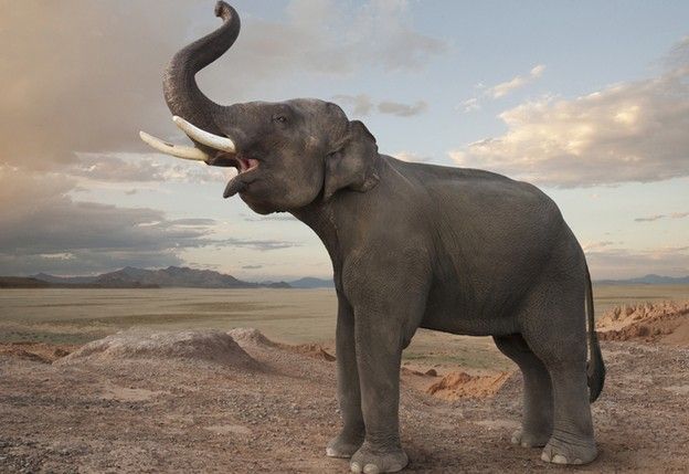 elephant