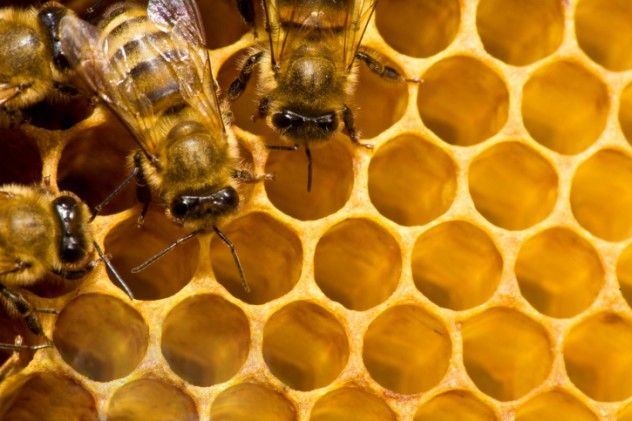 Honeycomb Closeup