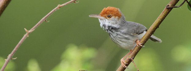 _68374975_cambodian-tailorbird-41-1