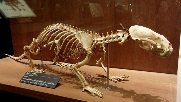 2_Japanese_River_Otter_Skelton