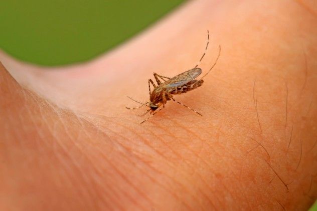 Mosquito
