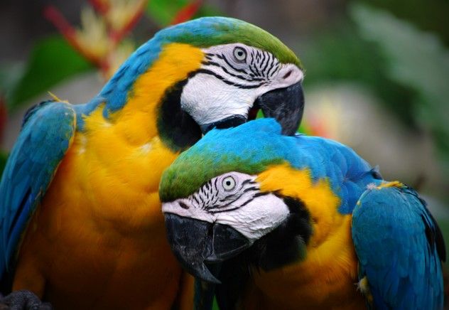 parrot