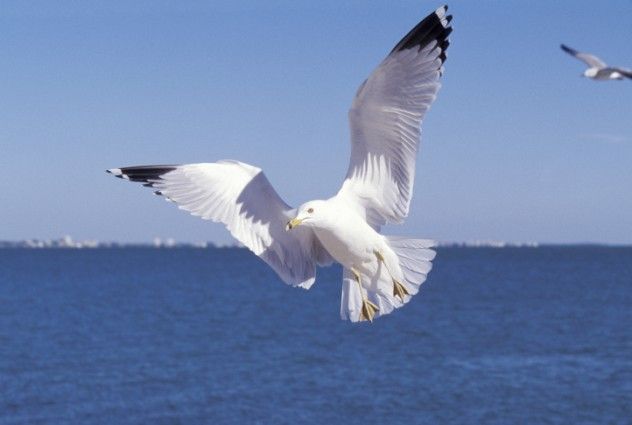 Seagull