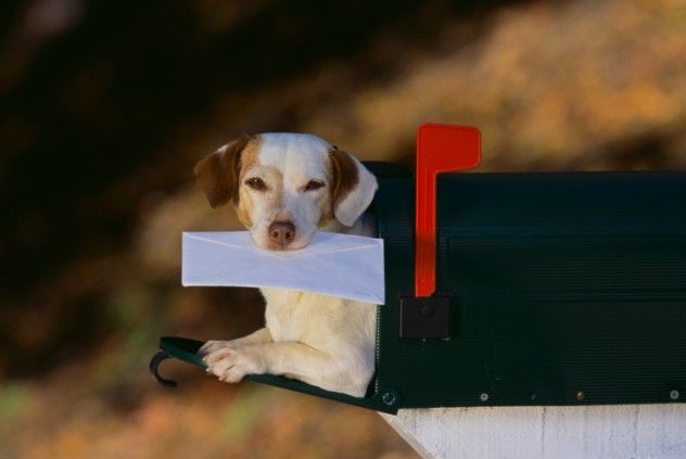 Postal dog