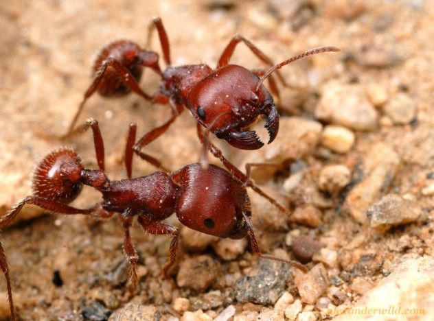 Harvester Ants