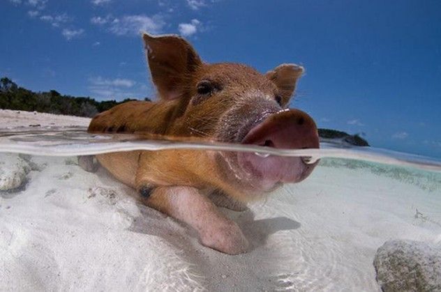 Pig Beach