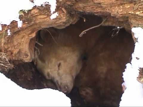 Bears1jpg