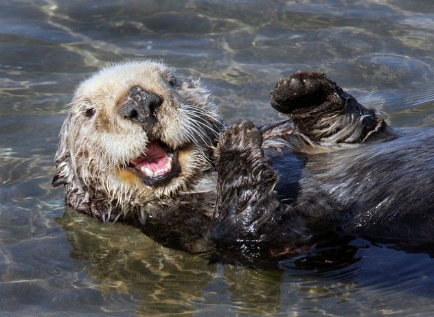 otter
