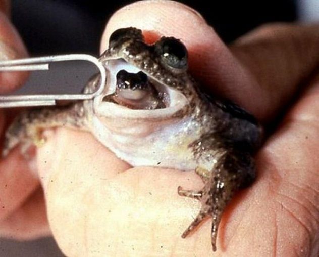 frog