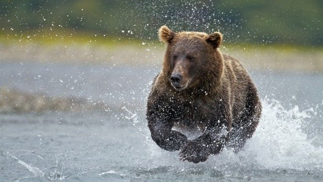 bear6