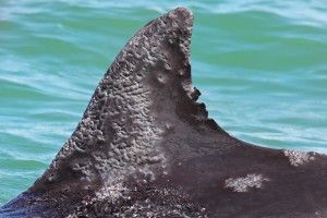 Bottle-nosed-dolphin-Lobomycosis-disease
